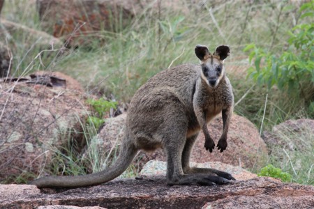 Swamp Wallaby Wallabia bicolor Undarra Lava Tubes, Queensland, Australia